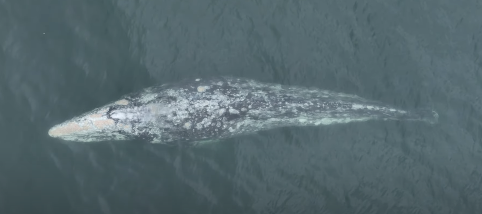 A drone captured footage of the tailless migrating gray whale near Newport Beach, California.  / Credit: @NewportCoastalAdventure