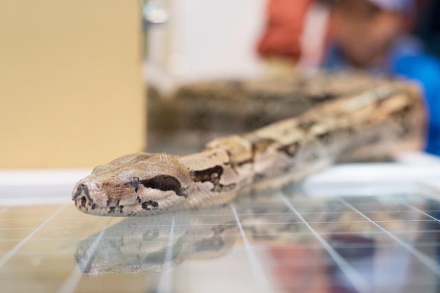 Alabama Police Find Huge 'Harmless' Snake in Toilet