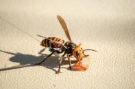 A radio tracking device fitted by Washington State Department of Agriculture (WSDA) entomologists is seen on an Asian giant hornet near Blaine