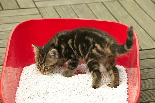 No, kids aren't using litter boxes in schools. (Photo: Getty Images)