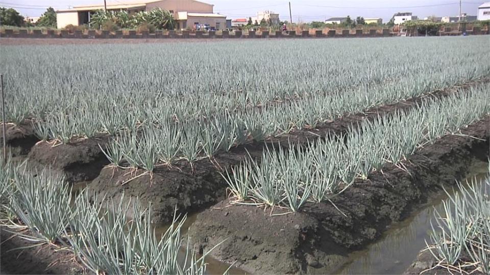 青蔥生長期約3個月　8月豪雨未回穩　批發價1公斤220