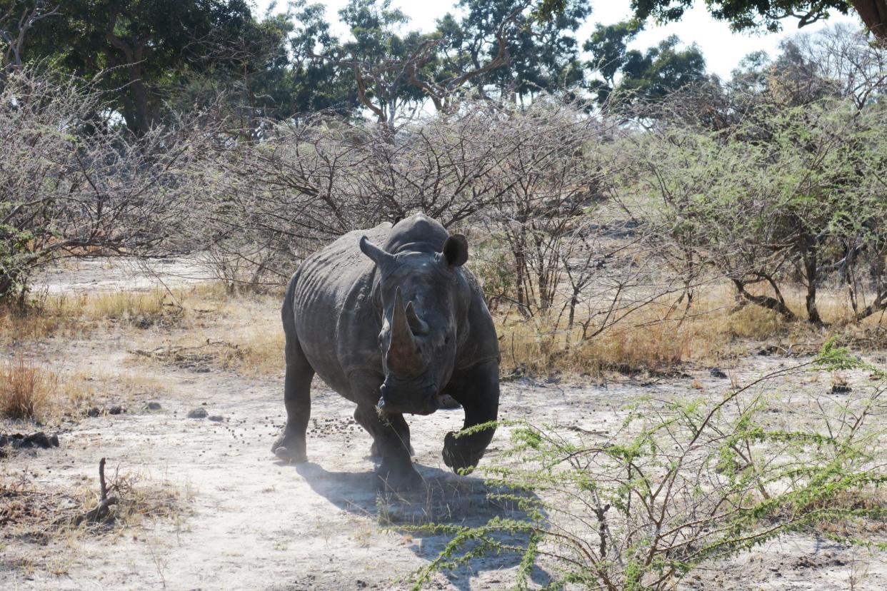 The group finally spotted a rhino: Mary Holland