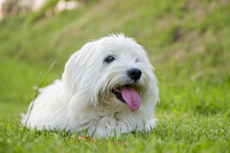 14) Coton de Tulear