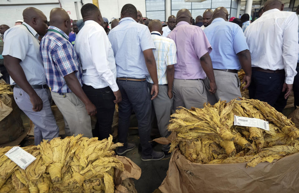 Tobacco auctioneers inspect tobacco leaves during the opening of the tobacco selling season in Harare, Zimbabwe, Wednesday, March 13, 2024. Zimbabwe one of the worlds largest tobacco producers, on Wednesday opened its tobacco selling season. Officials and farmers said harvests and the quality of the crop declined due to a drought blamed on climate change and worsened by the El Niño weather phenomenon.(AP Photo/Tsvangirayi Mukwazhi)