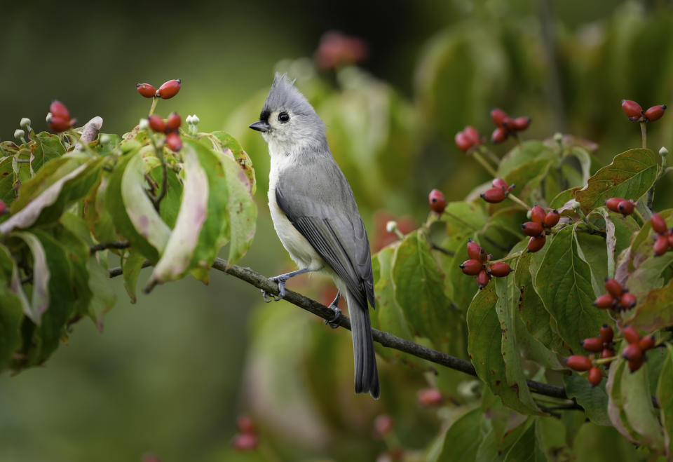 mocking bird in a tree