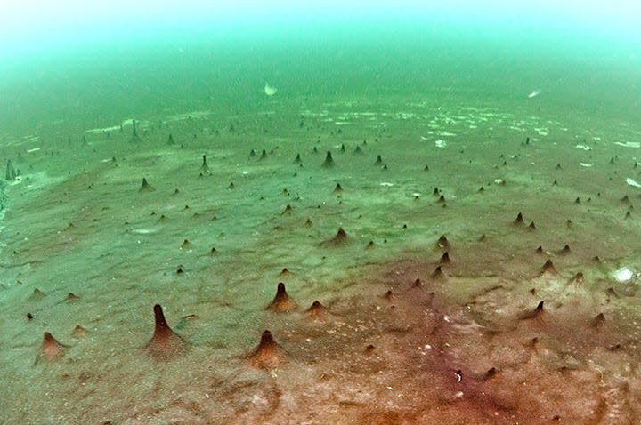 These microbial mats in a Lake Huron sinkhole have fingerlike protrusions caused by a buildup of methane gas in small pockets beneath them.