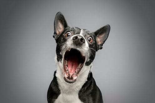 <span class="caption">Happy or snappy? A dog's behaviour can be hard to read </span> <span class="attribution"><a class="link " href="https://www.shutterstock.com/image-photo/studio-portrait-funny-excited-bull-terrier-1844065768" rel="nofollow noopener" target="_blank" data-ylk="slk:Niamh Lily Fisher/Shutterstock;elm:context_link;itc:0;sec:content-canvas">Niamh Lily Fisher/Shutterstock</a></span>