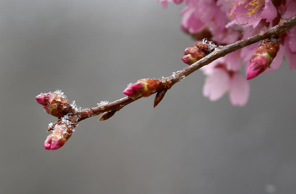 Snowflakes cling to a budding tree limb in Baltimore, Tuesday, March 25, 2014. An unwelcome nor'easter coming just days after the start of spring dropped snow flurries on the Mid-Atlantic region as it made its way toward Cape Cod, which was expected to see the brunt of the storm. (AP Photo/Patrick Semansky)