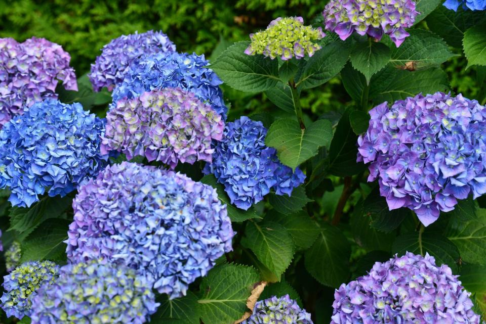 blossom french hydrangea flowers with green leaves in the garden, closeup shot