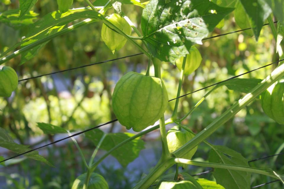 tomates de milpa