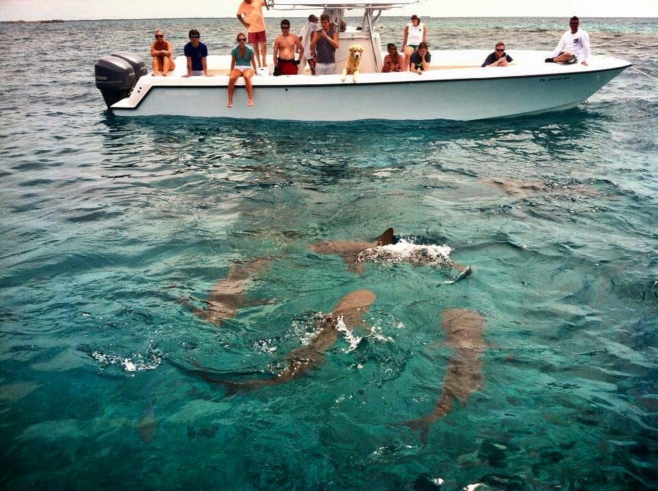 Swimming with sharks Bahamas