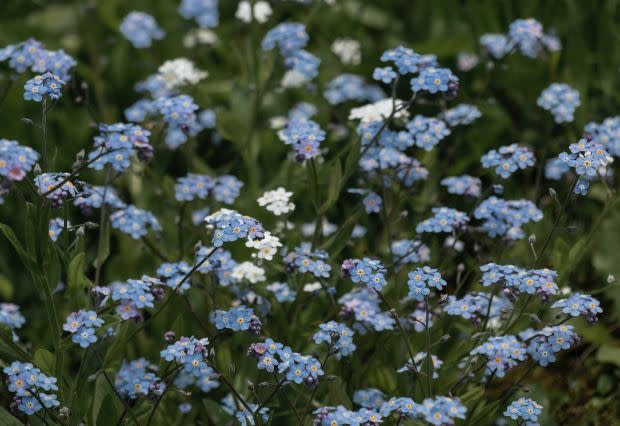 Forget-me-nots, the Alaska state flower<p><a href="https://unsplash.com/photos/smBzN2gcqoM" rel="nofollow noopener" target="_blank" data-ylk="slk:Alpine Light via UnSplash;elm:context_link;itc:0;sec:content-canvas" class="link ">Alpine Light via UnSplash</a></p>