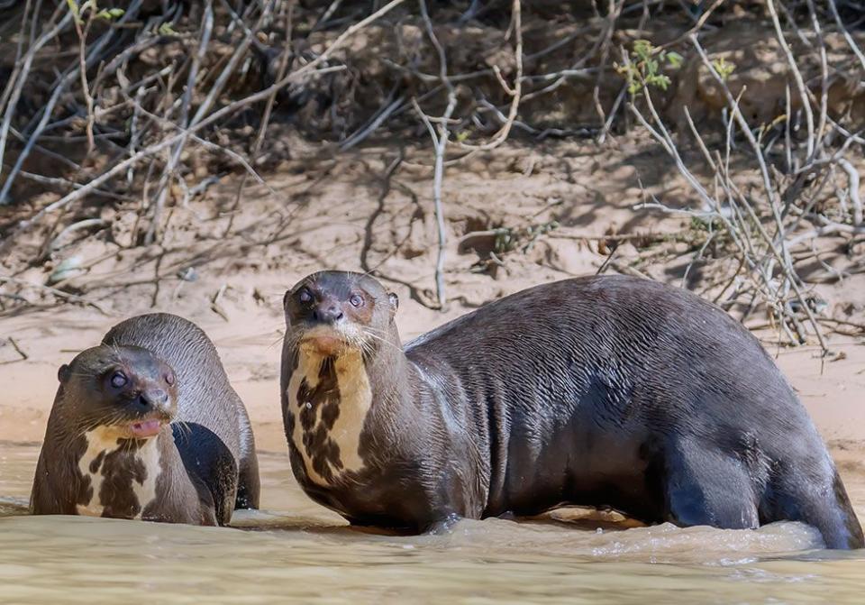 Giant Otter