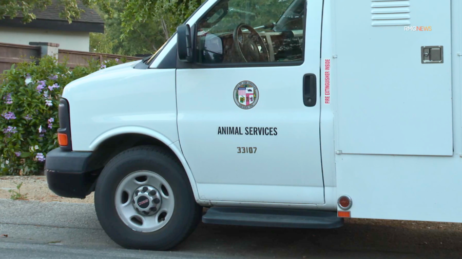 Animal Services responds to a mountain lion sighting in Woodland Hills on May 9, 2024.