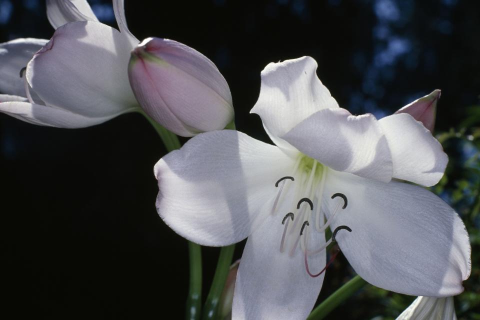 Majestic Crinum