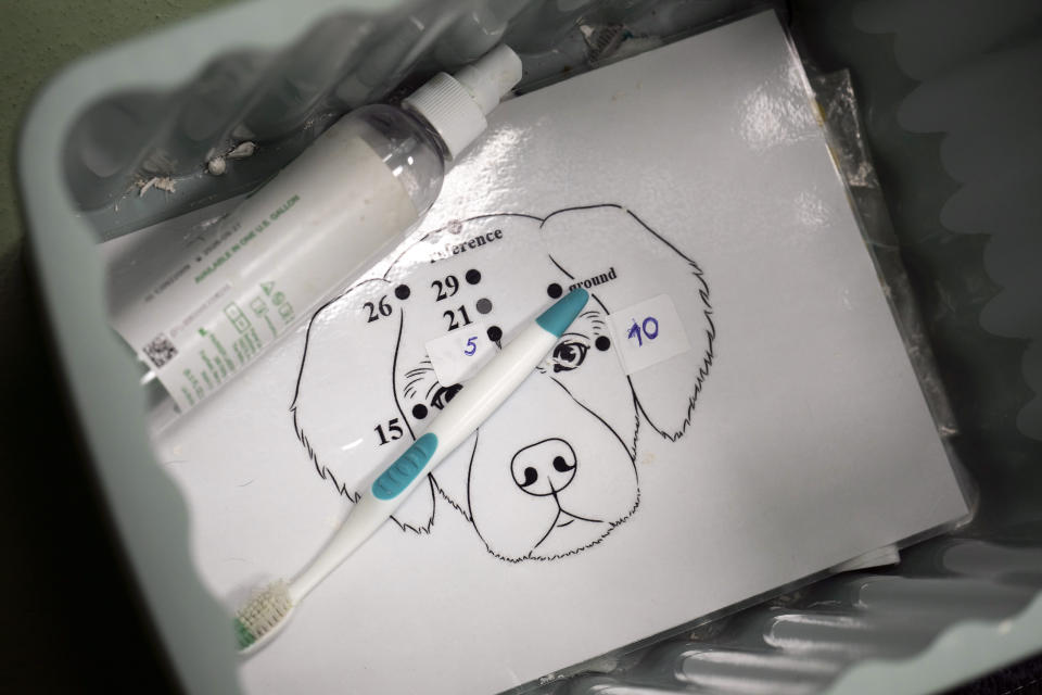 A diagram shows the placement of the electrodes during an experiment at the department of Ethology of the Eotvos Lorand University in Budapest, Hungary, on Wednesday, March 27, 2024. A new study in Hungary has found that beyond being able to learn how to perform commands, dogs can learn to associate words with specific objects — a relationship with language called referential understanding that had been unproven until now. (AP Photo/Denes Erdos)