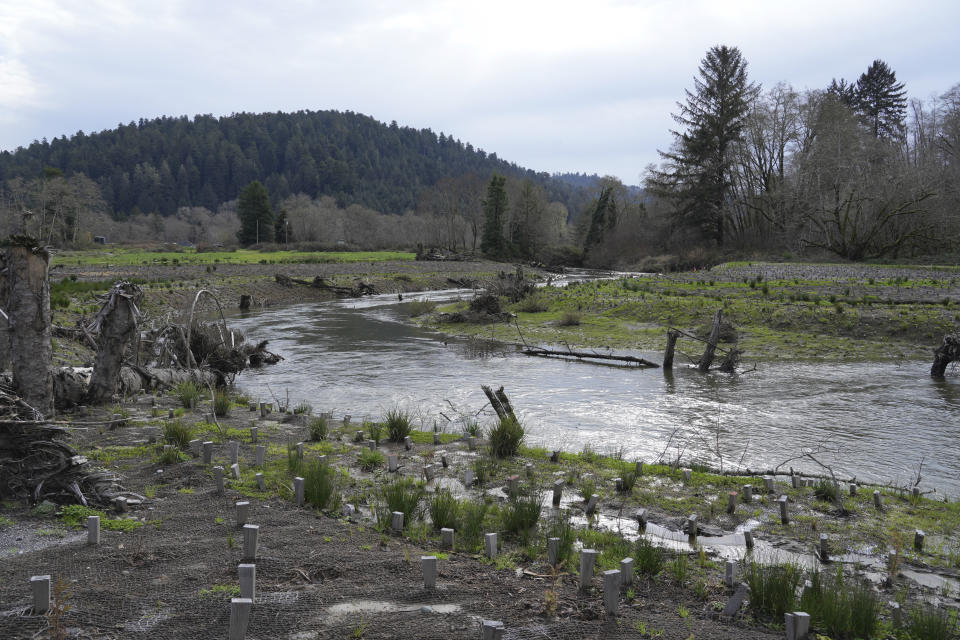 A salmon restoration project at Prairie Creek shown Monday, Jan. 29, 2024, which runs from Redwood National and State Parks, Calif., and flows through land that will be returned to the Yurok Tribe. The tribe which lost 90 percent of its ancestral land during the Gold Rush in the mid-19th century, is getting back a slice of its territory under an agreement signed Tuesday, March 19, 2024, with California and the National Park Service. This 125-acre parcel will be transferred to the Tribe, in 2026. (AP Photo/Terry Chea)