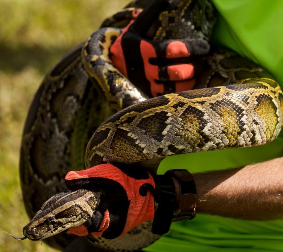 These wild burmese pythons were used for a training session on how to capture pythons in the wild. The session is held by the Florida Fish and Wildlife Conservation Commission at Citrus Park in Bonita Springs. Several residents from the park are going on a hunt Friday to kick off the 2020 python bowl. The invasive species are taking over the everglades and efforts are underway to eradicate them.  