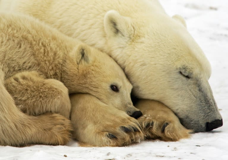 Polar bears look set to see their numbers dwindle 30 percent by 2050, as climate change forces a sharp decrease in their natural habitat