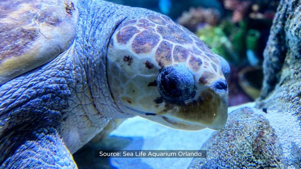 Ted, who calls Sea Life Orlando Aquarium home, was treated to a day of special activities to celebrate his 22nd birthday in 2022.