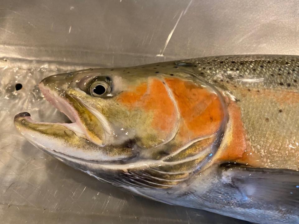 Adult Eel River steelhead like this beauty are now moving up the American River to Nimbus Fish Hatchery. Photo courtesy of CDFW.