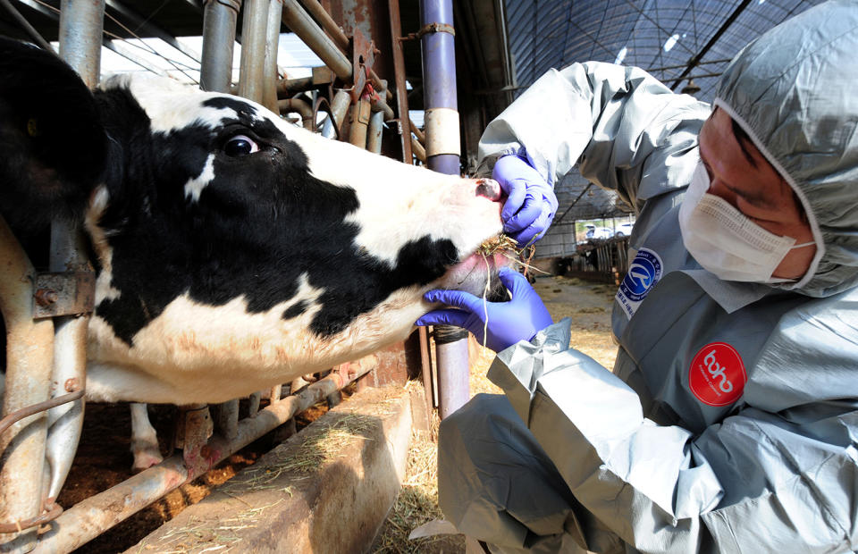 A health officer checks cattle for foot-and-mouth disease