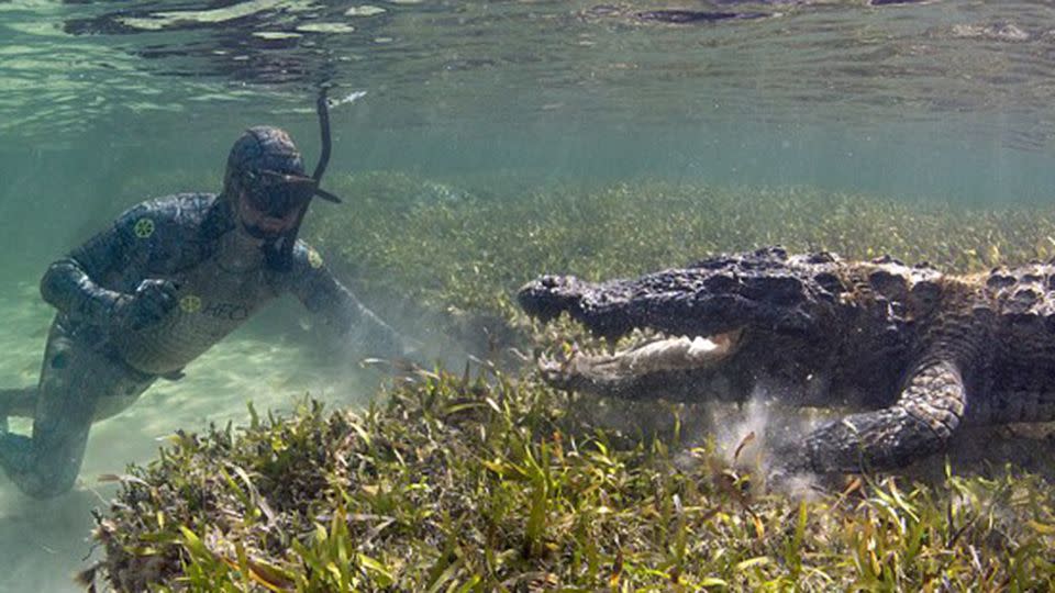 The daring wildife biologist createad a unique westuit to disguise himself as a reptile in order to learn more about the crocs. Photo: M Romanov.