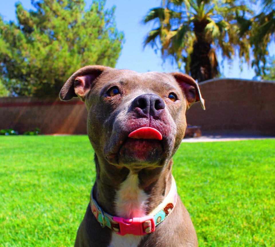 "Buttercup was picked up off the streets and going to be put down before she was rescued by&nbsp;<a href="https://www.instagram.com/ppitsresq/" target="_blank" rel="noopener noreferrer">Paw Prints in the Sand,</a> where they saw potential in her to be more than just a pet. When she came to me, I wasn&rsquo;t able to leave the house because I had no warnings before episodes would happen and I&rsquo;d get sicker every time. <br />She changed my life for so many reasons. She gave me the freedom to be able to leave the house again with confidence. If an episode were to happen, she would let me know and I could get to a safe place before it happened. If it wasn&rsquo;t for her, I probably still wouldn&rsquo;t have the freedom to go out, especially by myself. My family now has full confidence that I can be left alone as long as Buttercup is by my side. That&rsquo;s a freedom I didn&rsquo;t think I would have before Buttercup came into my life. It's really a 'who rescued who?' situation." &mdash;<i>&nbsp;Jordon O., Buttercup's dad</i>