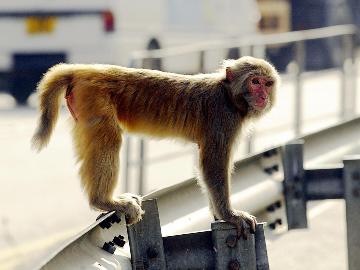 A rhesus macaque in Hong Kong: PETER PARKS/AFP/Getty Images