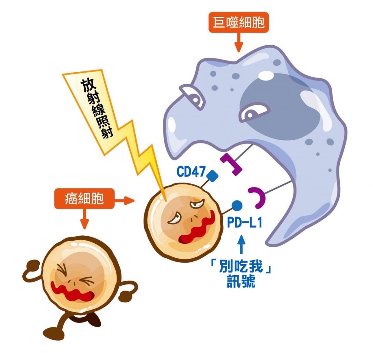 長庚癌症治療再突破激活免疫細胞吞噬腫瘤