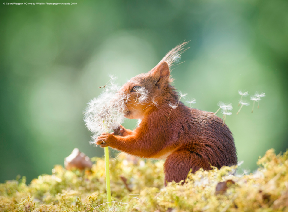 This squirrel looks like it's blowing out the equivalent of a birthday cake - and is possibly wishing for an actual birthday cake. (Geert Weggen/Comedy Wildlife Photo Awards 2019)