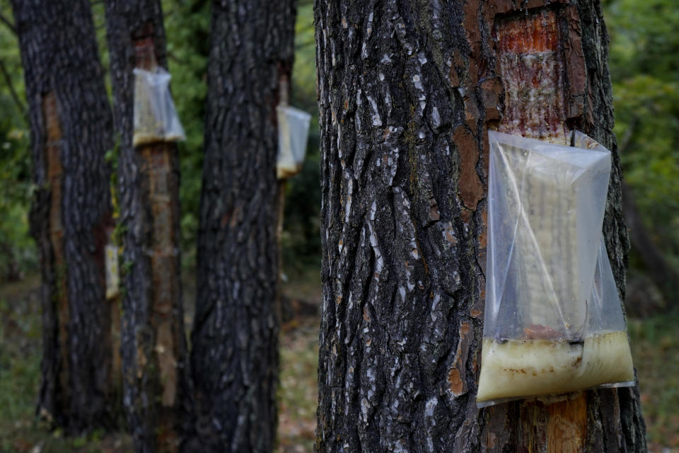 Bags on the pine trees with resin is seen in a forest on the island of Evia, about 185 kilometers (115 miles) north of Athens, Greece, Thursday, Aug. 12, 2021. Residents in the north of the Greek island of Evia have made their living from the dense pine forests surrounding their villages for generations. Tapping the pine trees for their resin has been a key source of income for hundreds of families. But hardly any forests are left after one of Greece’s most destructive single wildfires in decades rampaged across northern Evia for days. (AP Photo/Petros Karadjias)
