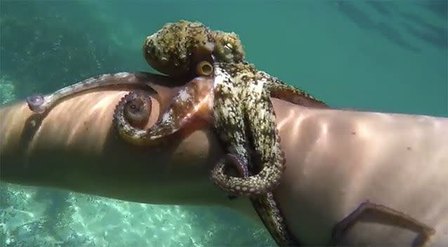 The shocking footage has emerged showing the octopus who wouldn't let go of the man's arm. Source: YouTube/Stargazer Pictures.