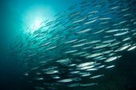 A school of Bigeye Barracudas (Sphyraena forsteri) in Tubbataha Reef, Sulu Seas, Palawan, Philippines. Copyright: © Jurgen Freund / WWF-Canon