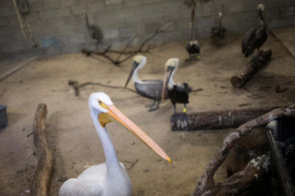 Brown pelicans and an American white pelican take shelter at Zoo Miami.