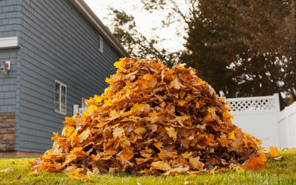 A huge pile of raked fallen autumn leaves in a yard. - Getty Images 