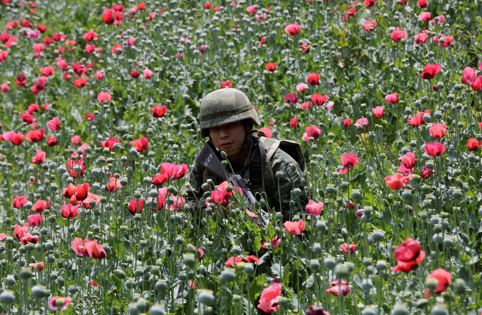 Soldier in middle of poppy field