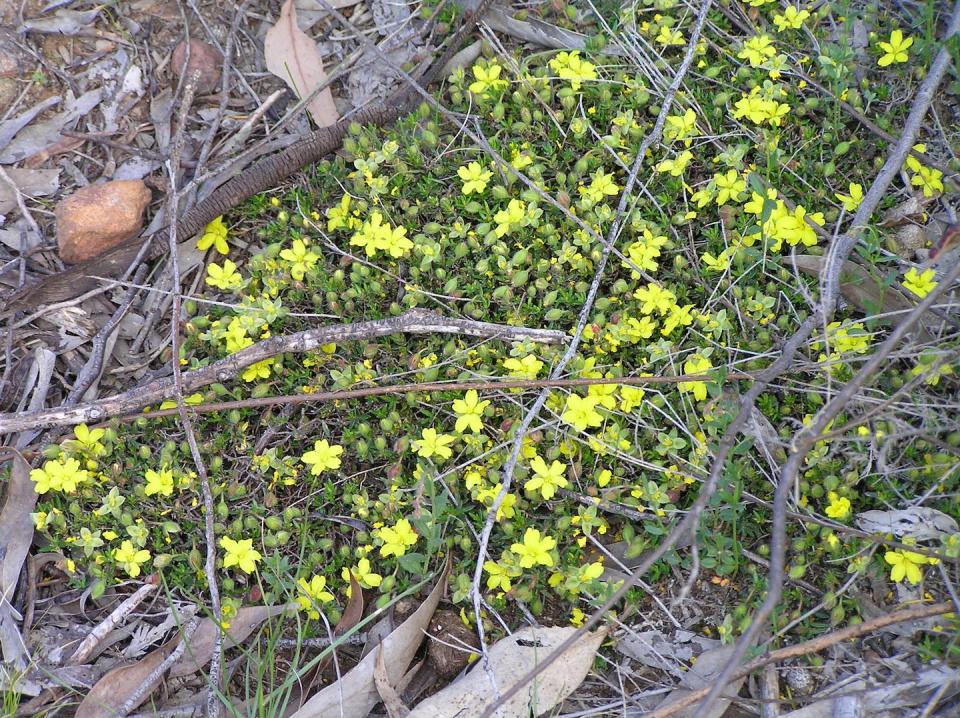 One of the largest populations in Australia of the threatened Euroa Guinea-flower is found on protected private land. James Fitzsimons, <a href="http://creativecommons.org/licenses/by-nd/4.0/" rel="nofollow noopener" target="_blank" data-ylk="slk:CC BY-ND;elm:context_link;itc:0;sec:content-canvas" class="link ">CC BY-ND</a>