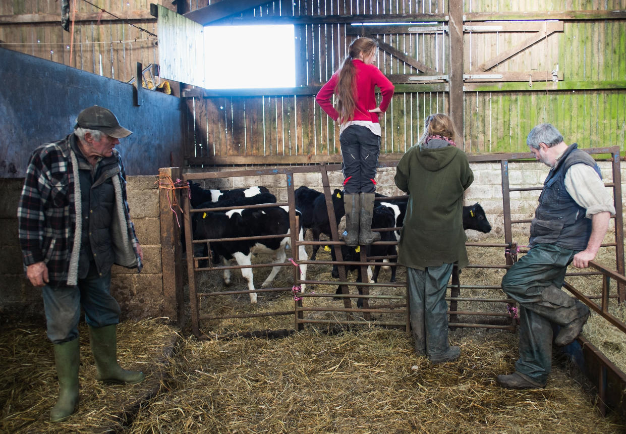 KIRKBY STEPHEN, UNITED KINGDOM - APRIL 15: Yorkshire Shepherdess Amanda Owen (second from right) checks on new calves that are about to be allowed outside for the first time on April 15, 2014 near Kirkby Stephen, England. Amanda Owen runs a 2,000 acre working hill farm in Swaledale which is one of the remotest areas on the North Yorkshire Moors. Working to the rhythm of the seasons the farm has over 900 Swaledale sheep that are now entering the lambing season as well as cattle and horses.  (Photo by Ian Forsyth/Getty Images)