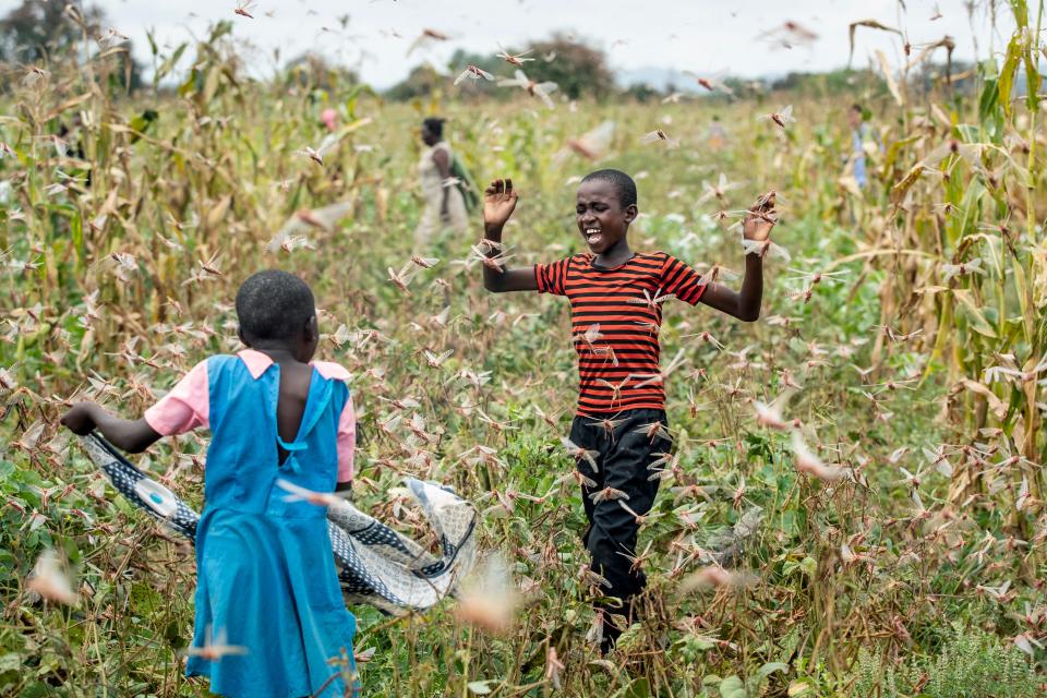 A farmer's son cries out as he is surrounded by desert locusts while trying to chase them away from his crops.