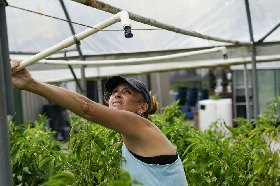 Kim Dillon, manager at Ben & Ben Becnel, Inc., rightens a sprinkler in one of their greenhouses in Plaquemines Parish, La., Thursday, Sept. 28, 2023. Citrus farmers in the southeast corner of Louisiana are scrambling to protect and save their crops from salt water, which for months has polluted the fresh water they use for irrigation. A mass flow of salt water from the Gulf of Mexico continues to creep up the Mississippi river and threaten Louisiana communities water used for drinking, cooking and agriculture. (AP Photo/Gerald Herbert)