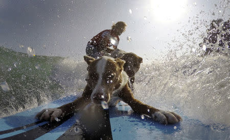 Australian dog trainer and former surfing champion Chris de Aboitiz (REAR) rides a wave with his dogs Rama (FRONT) and Millie off Sydney's Palm Beach, February 18, 2016. REUTERS/Jason Reed