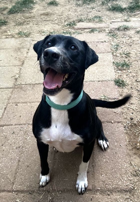 Susie is an energetic 2-year-old Lab/mountain cur mix who weighs in at a healthy 60 pounds.