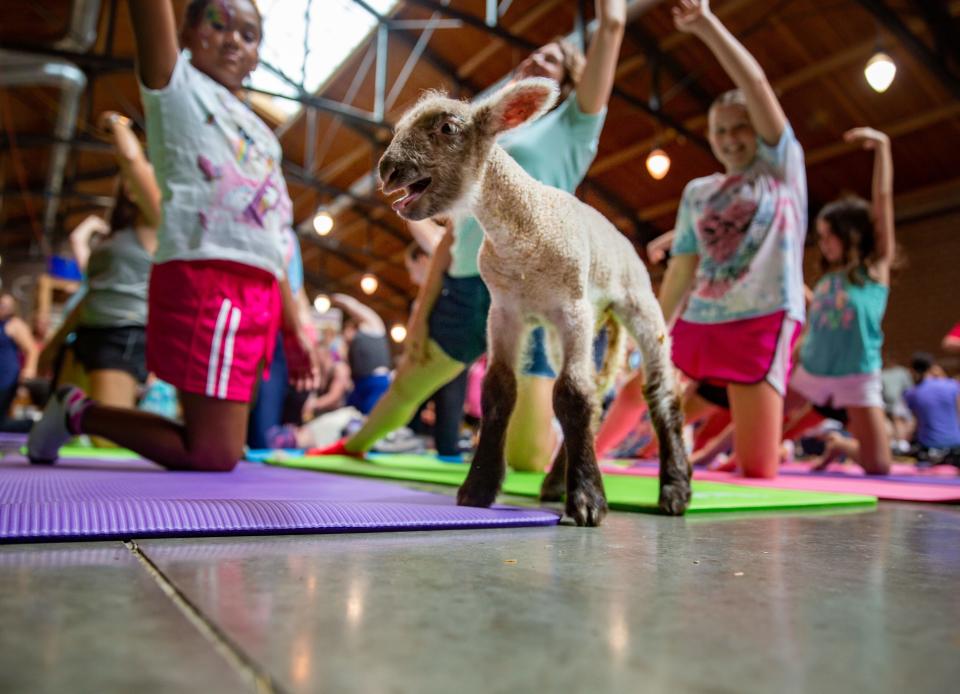 Kids of all ages can enjoy the goat kids at the Paul R. Knapp Animal Learning Center at the Iowa state Fair.