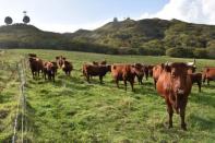 Cattle are seen near rader facilities at a base of Japanese Self-Defence Force in Erimo Town, on Japan's northern island of Hokkaido, October 12, 2017. REUTERS/Malcolm Foster