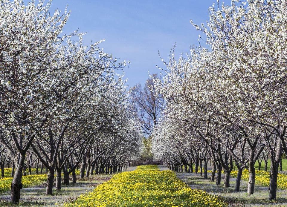 cherry blossom in traverse city in michigan