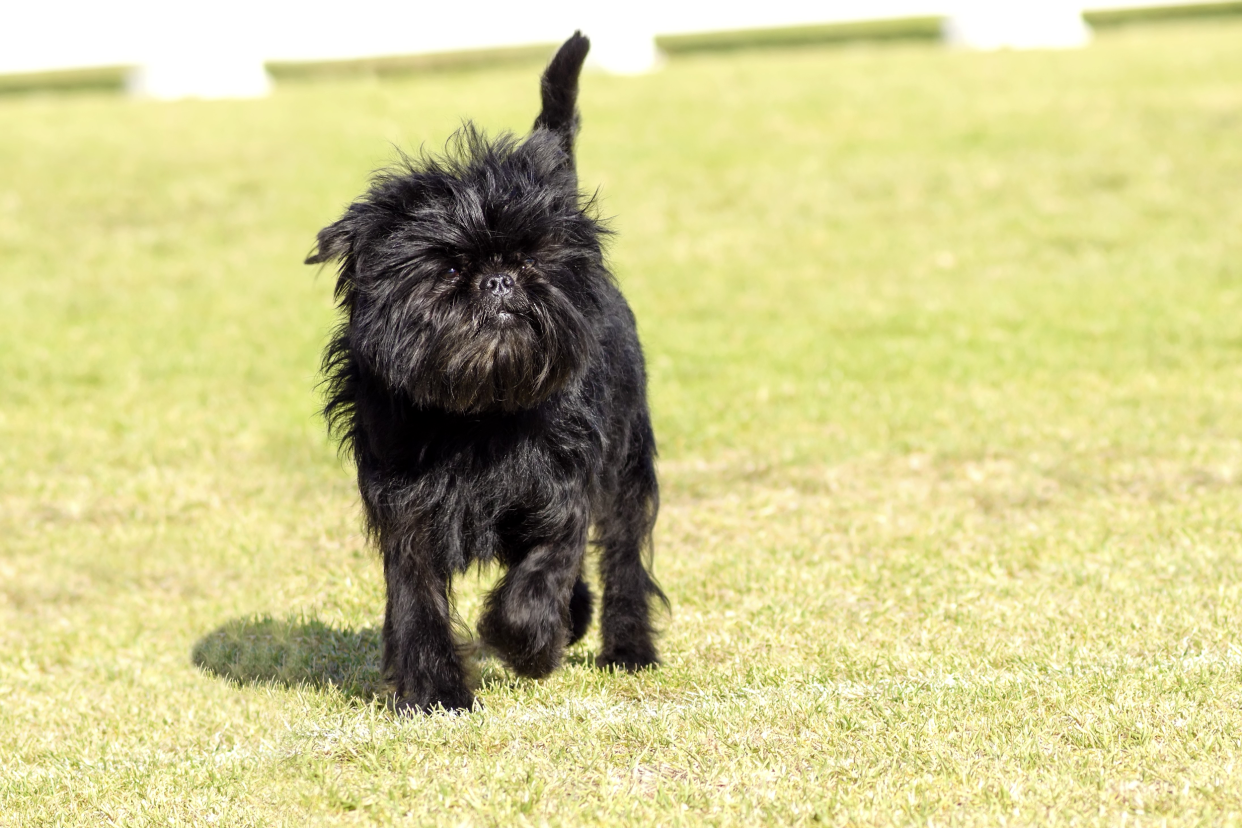 A small young black Affenpinscher dog with a short shaggy wire coat walking on the grass, looking towards the right on a bright sunny day