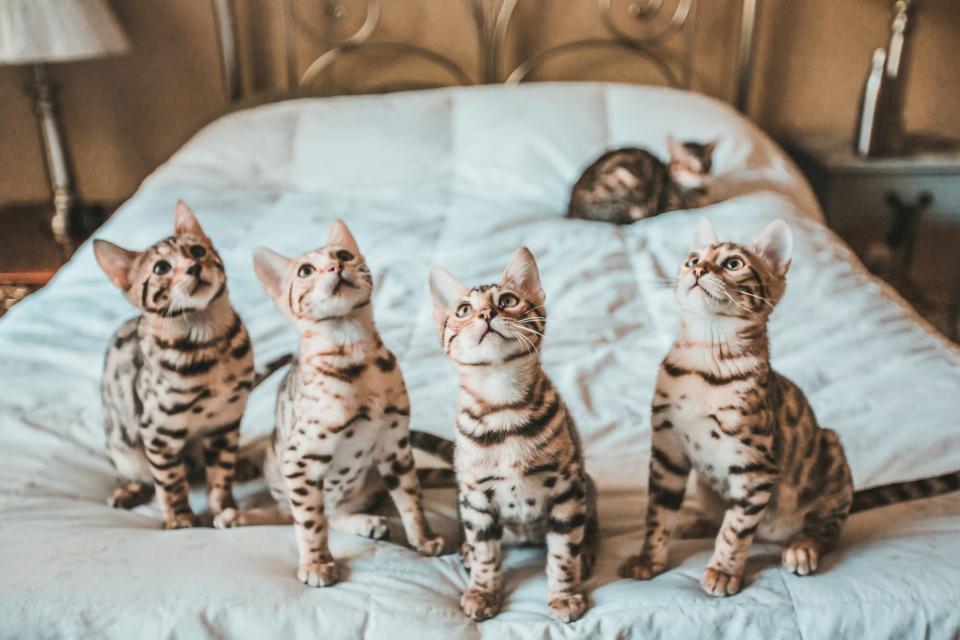 five bengal kittens on bed