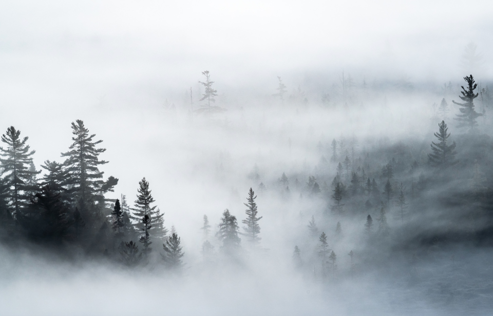 Dense fog briefly lifts to revel the Adirondack alpine zone below.