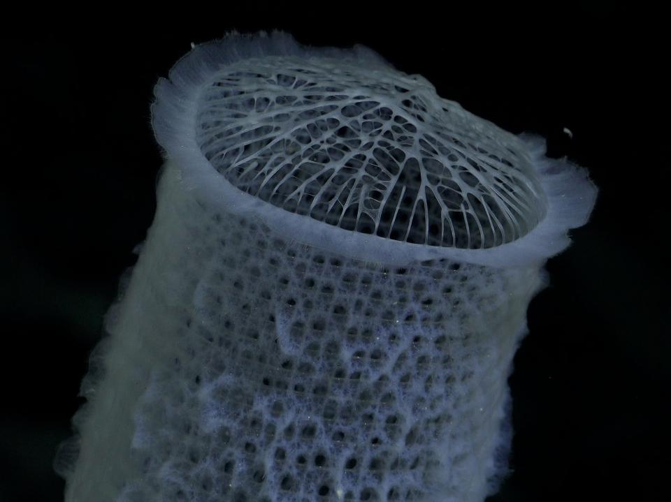 A close-up of a white sponge looking ghostly underwater
